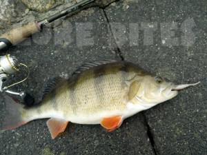 Street fishing, χειμερινή πέρκα σε καναλι της πόλης.