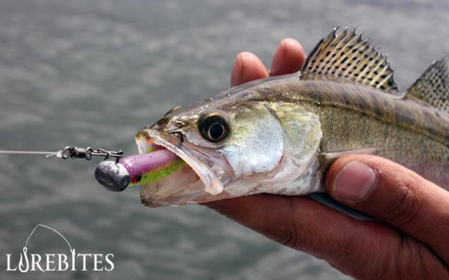 45_zander