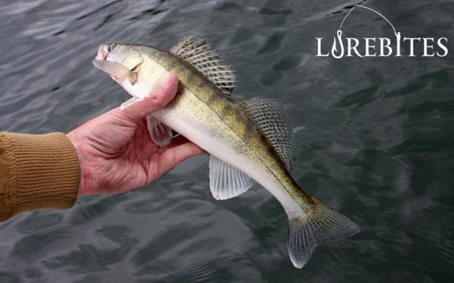 60_zander