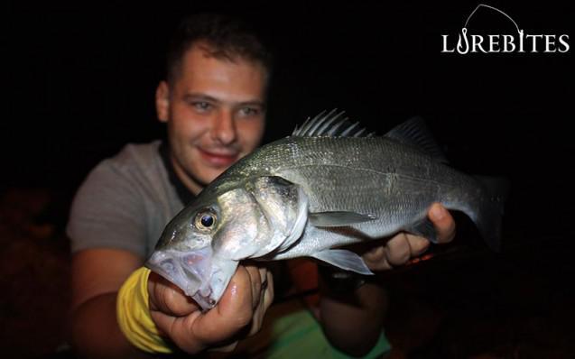 anyfish_8