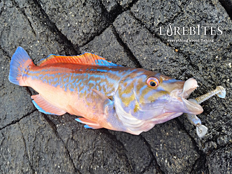 Μια πανέμορφη αρσενική Cuckoo Χειλού από μεγάλο βάθος σε 15 gr cheburashka και Paddletail σιλικόνη.