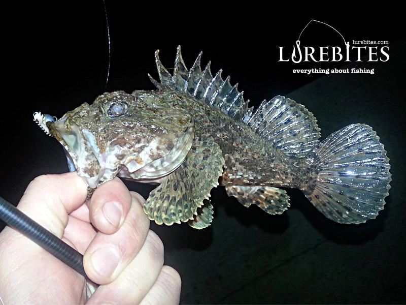 Οι Σκορπίνες κατεξοχήν αλιεύματα τα βράδια...