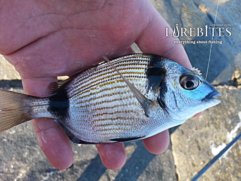 Κακαρέλος. συχνός επισκέπτης με cheburashka.