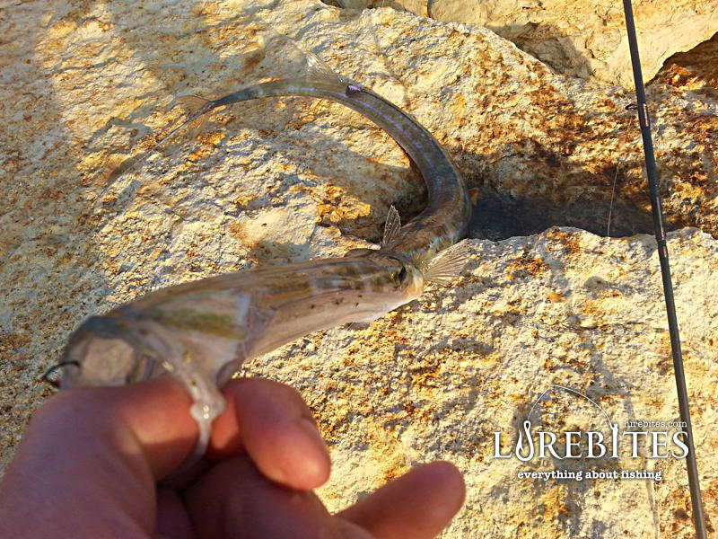 Η παρατηρητική τρομπέτα...