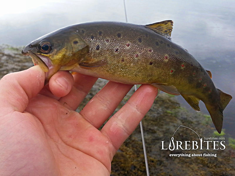 Όταν ένα είδος με κορυφαία όραση πιάνεται στην cheburashka, επιβεβαιώνει την αποτελεσματικότητά της...