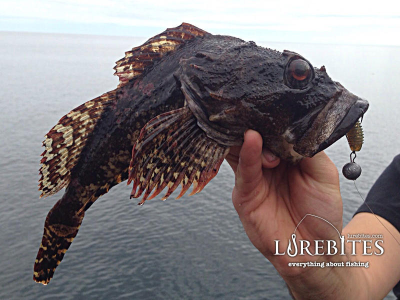 Το πιο μεγάλο Sea Scorpion που έχω βγάλει. Σε cheburashka με Offset και Paddletail σιλικόνη.