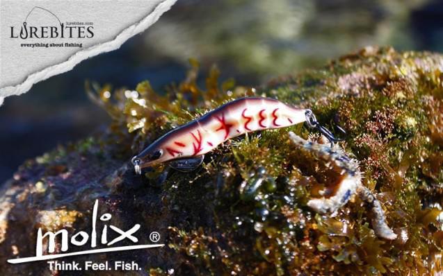 molix_shrimp