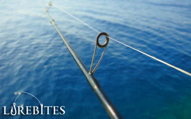 hto_rockfish_2_7-28gr-9