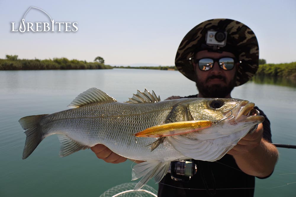 SEABASS ASSURE 110