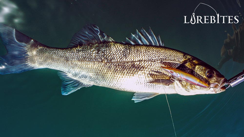 SEABASS ASSURE 110